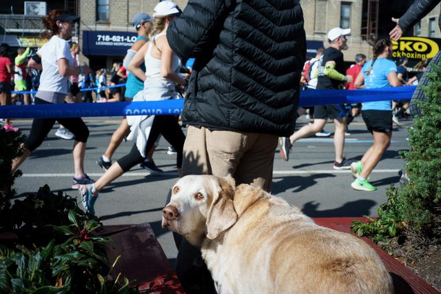 Dog looks concerned by marathon runners